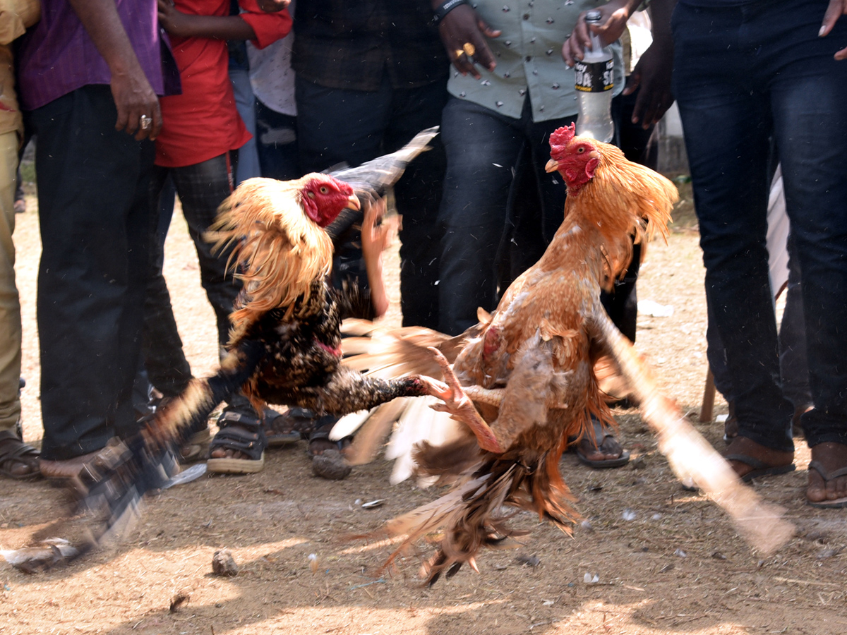 Cock Fighting Sankranti Festival Celebrations In Andhra Pradesh Photo Gallery - Sakshi1