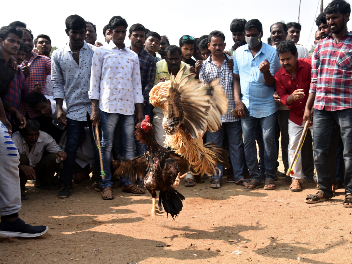 Cock Fighting Sankranti Festival Celebrations In Andhra Pradesh Photo Gallery - Sakshi17