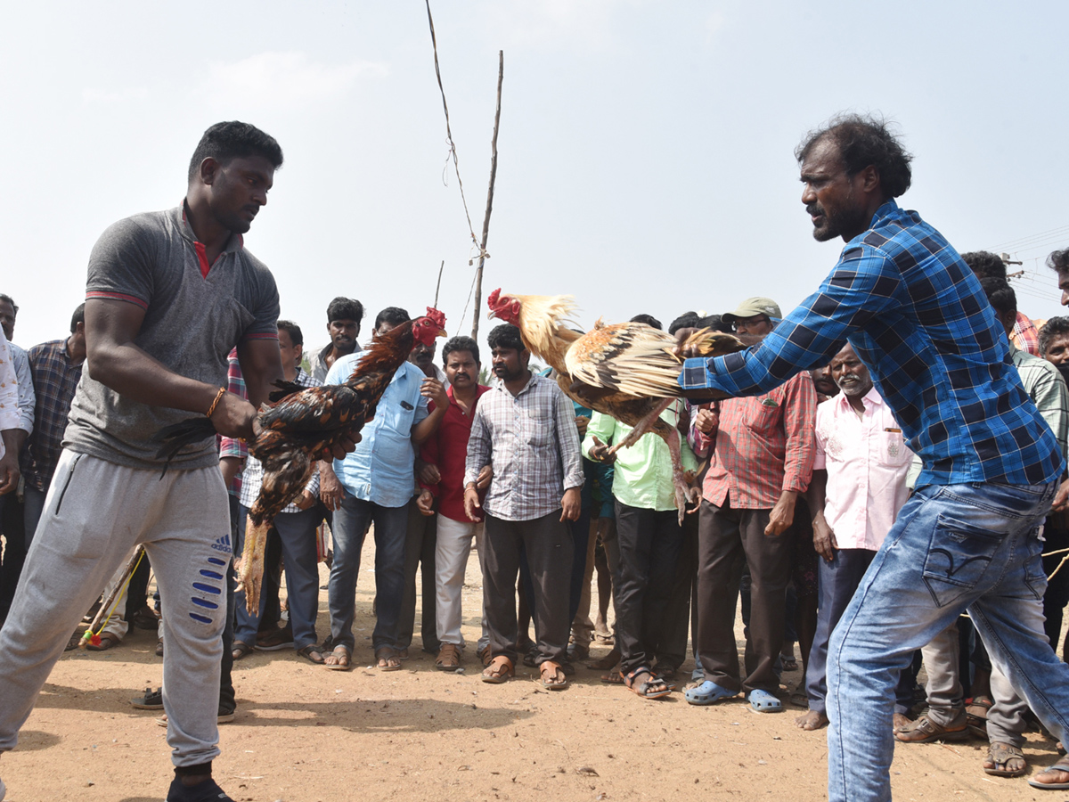 Cock Fighting Sankranti Festival Celebrations In Andhra Pradesh Photo Gallery - Sakshi18