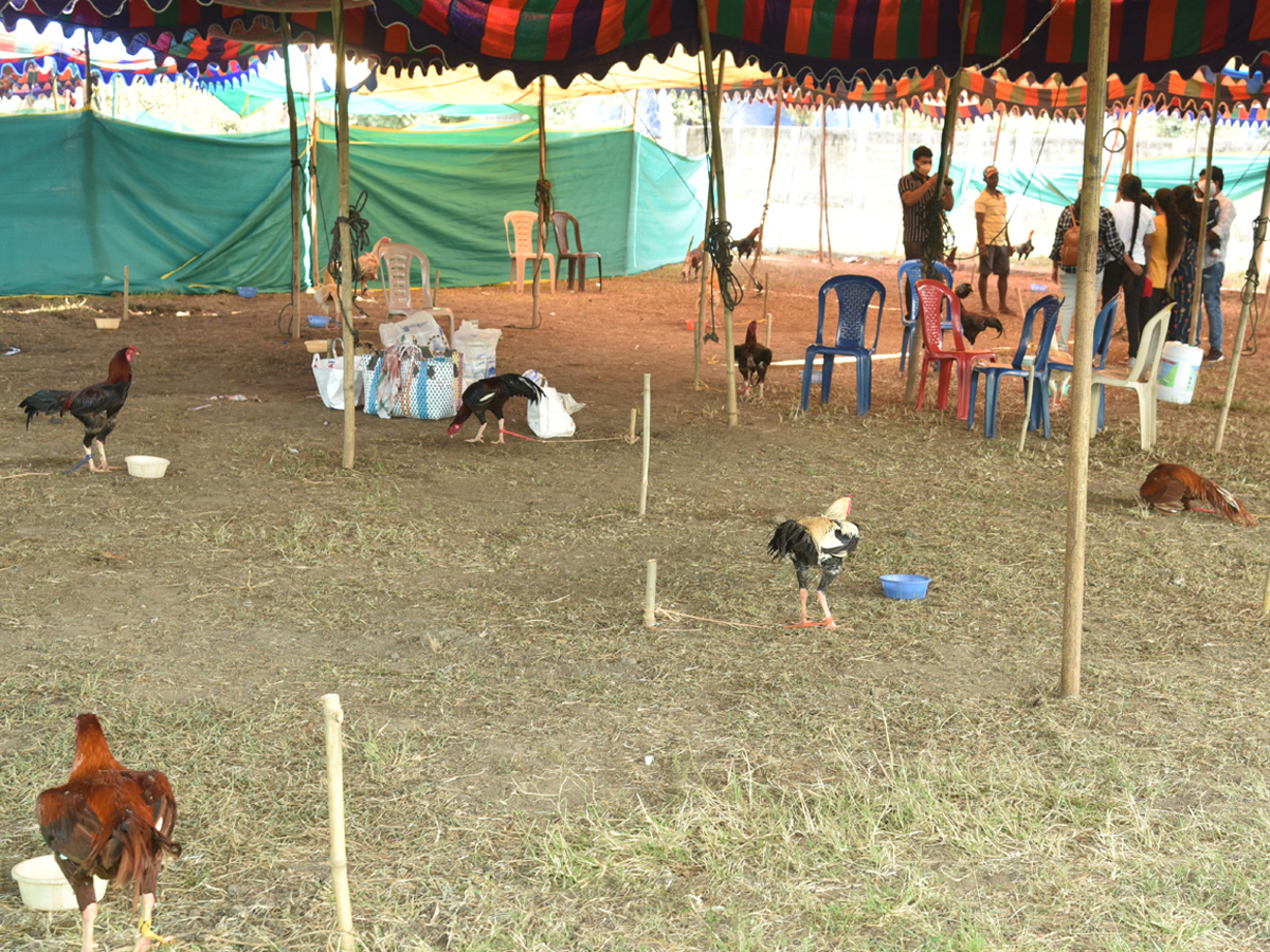 Cock Fighting Sankranti Festival Celebrations In Andhra Pradesh Photo Gallery - Sakshi19