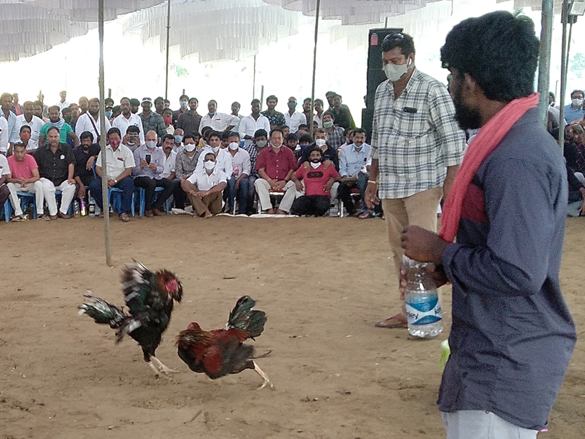 Cock Fighting Sankranti Festival Celebrations In Andhra Pradesh Photo Gallery - Sakshi4