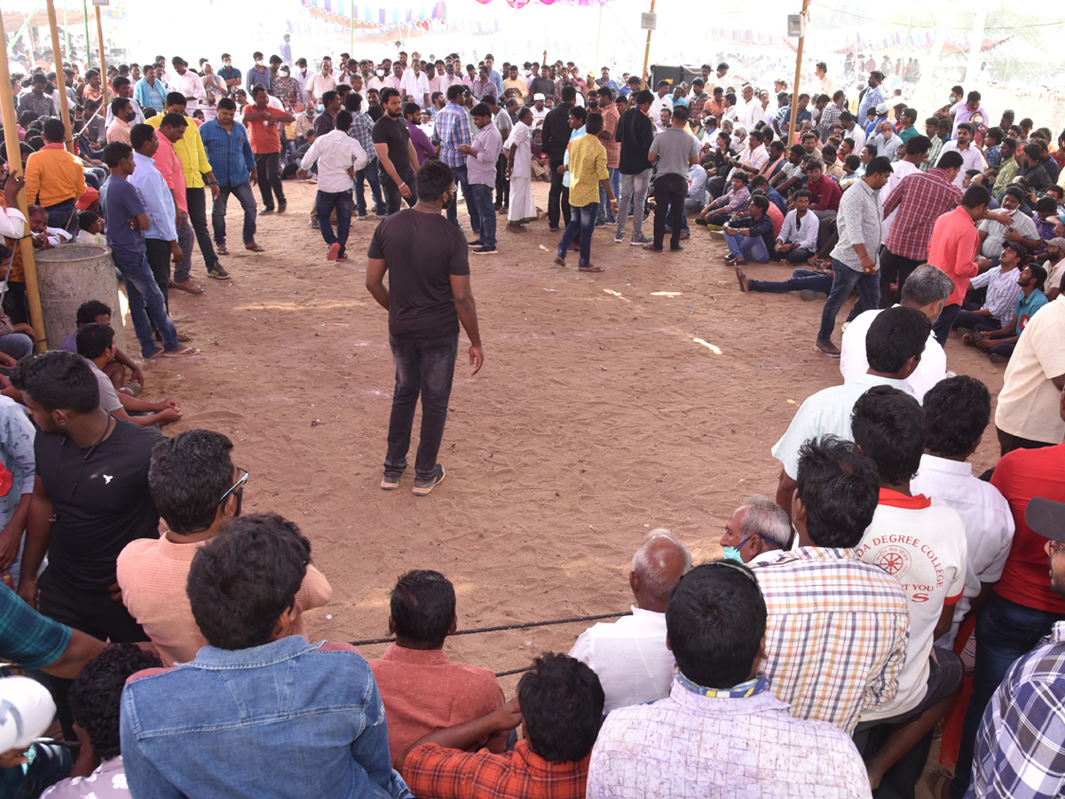 Cock Fighting Sankranti Festival Celebrations In Andhra Pradesh Photo Gallery - Sakshi20