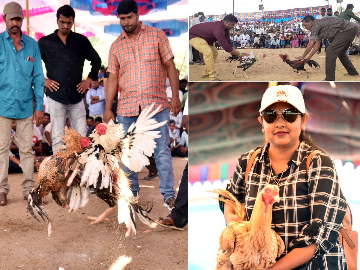 Cock Fighting Sankranti Festival Celebrations In Andhra Pradesh Photo Gallery - Sakshi21