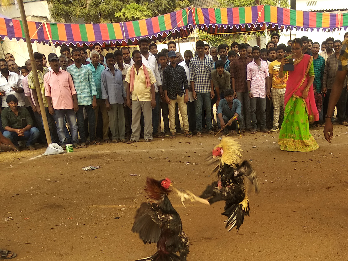 Cock Fighting Sankranti Festival Celebrations In Andhra Pradesh Photo Gallery - Sakshi22