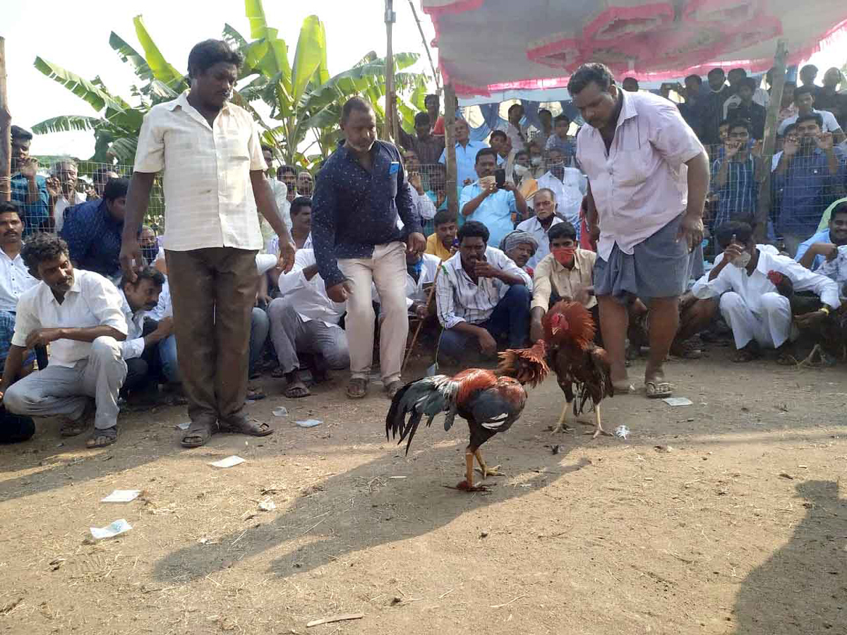 Cock Fighting Sankranti Festival Celebrations In Andhra Pradesh Photo Gallery - Sakshi23