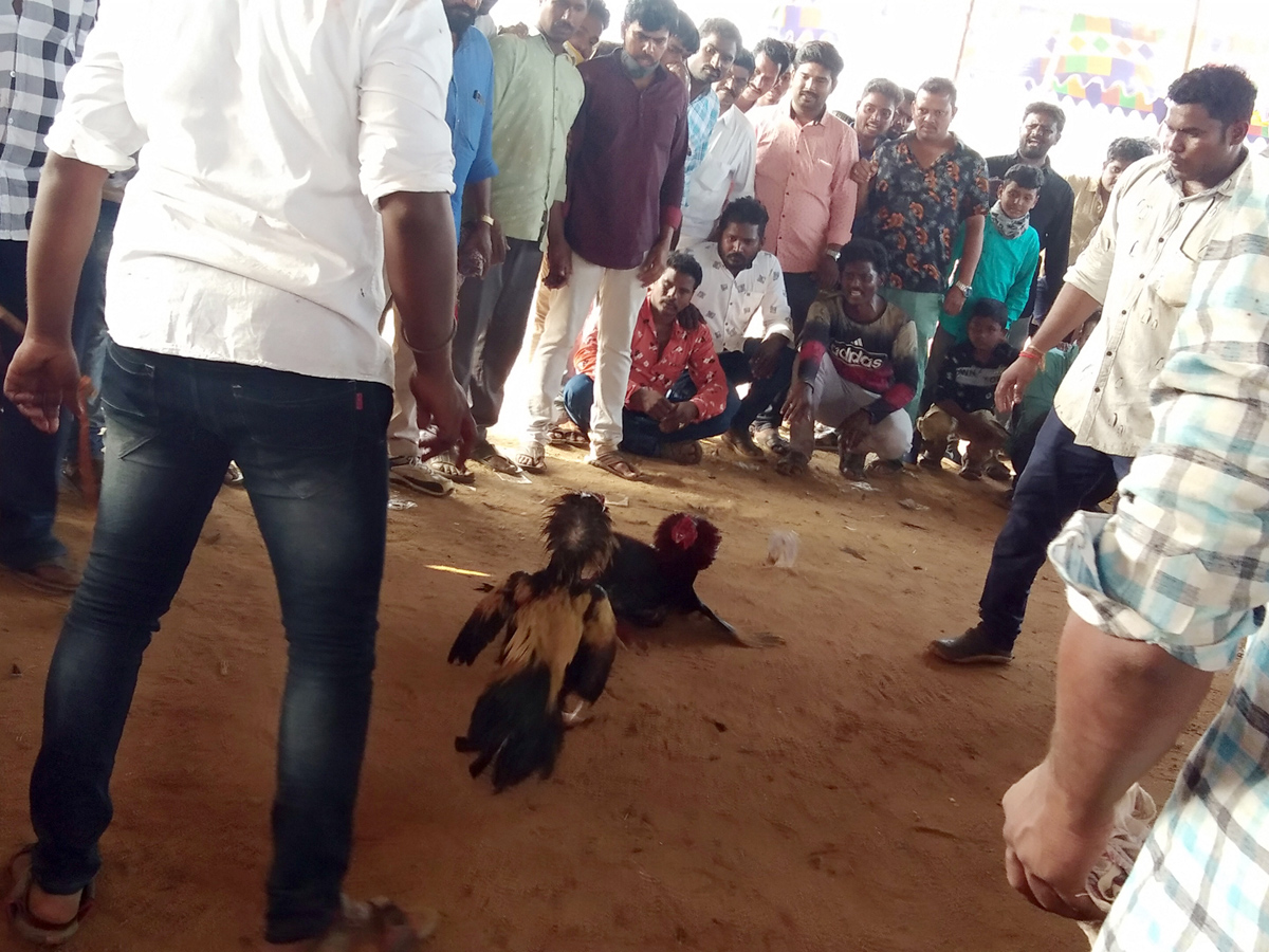 Cock Fighting Sankranti Festival Celebrations In Andhra Pradesh Photo Gallery - Sakshi24