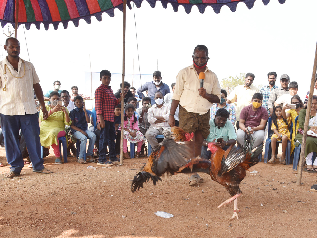 Cock Fighting Sankranti Festival Celebrations In Andhra Pradesh Photo Gallery - Sakshi5