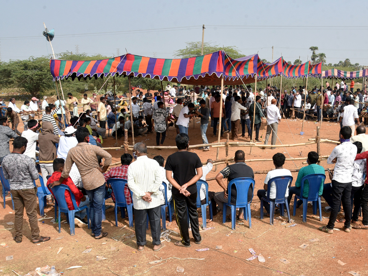 Cock Fighting Sankranti Festival Celebrations In Andhra Pradesh Photo Gallery - Sakshi6