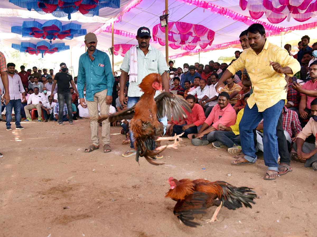 Cock Fighting Sankranti Festival Celebrations In Andhra Pradesh Photo Gallery - Sakshi2