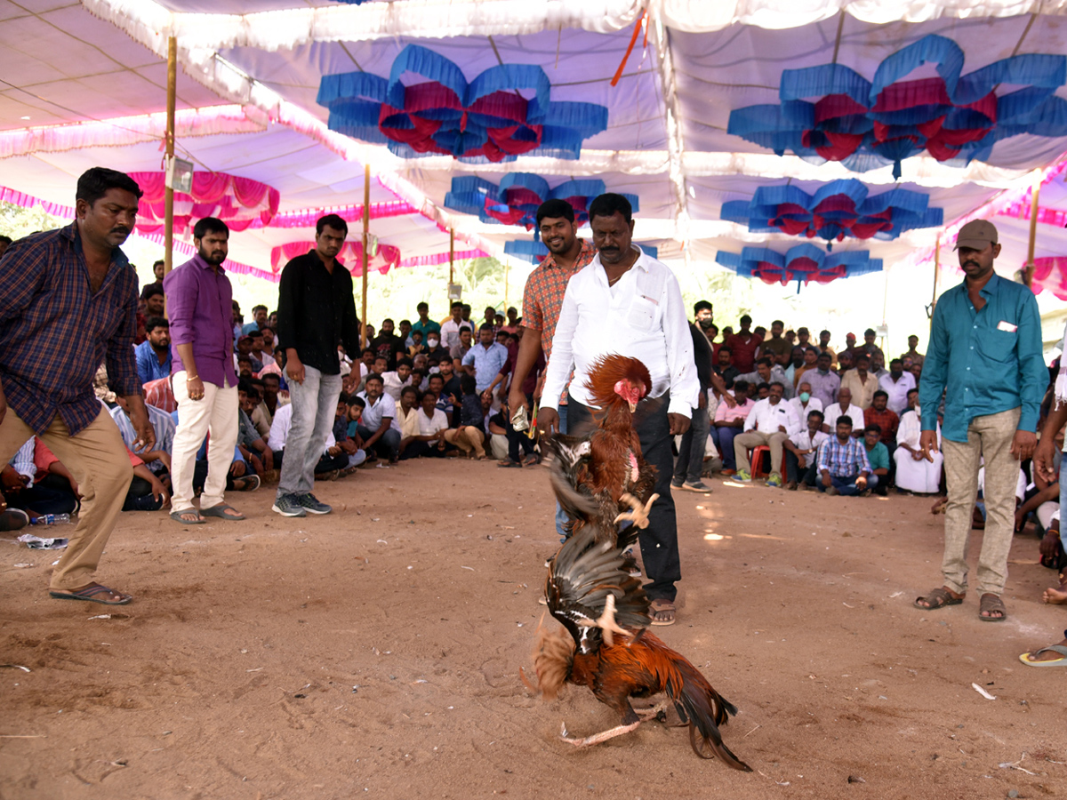 Cock Fighting Sankranti Festival Celebrations In Andhra Pradesh Photo Gallery - Sakshi7