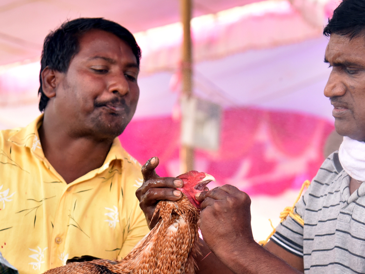 Cock Fighting Sankranti Festival Celebrations In Andhra Pradesh Photo Gallery - Sakshi9