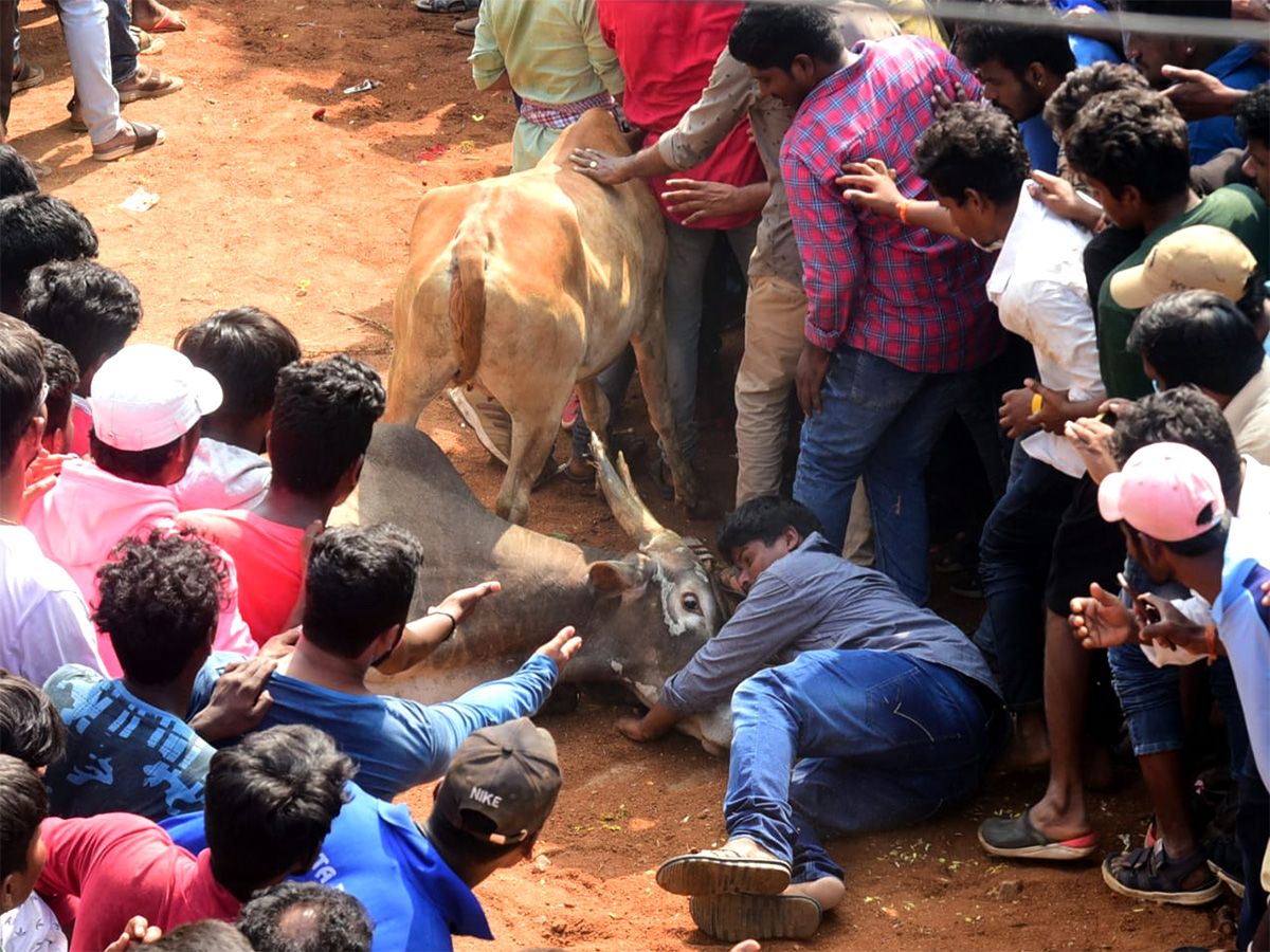 Jallikattu celebrated in Chittoor Photo Gallery - Sakshi1