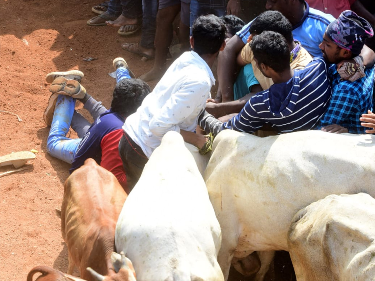 Jallikattu celebrated in Chittoor Photo Gallery - Sakshi13