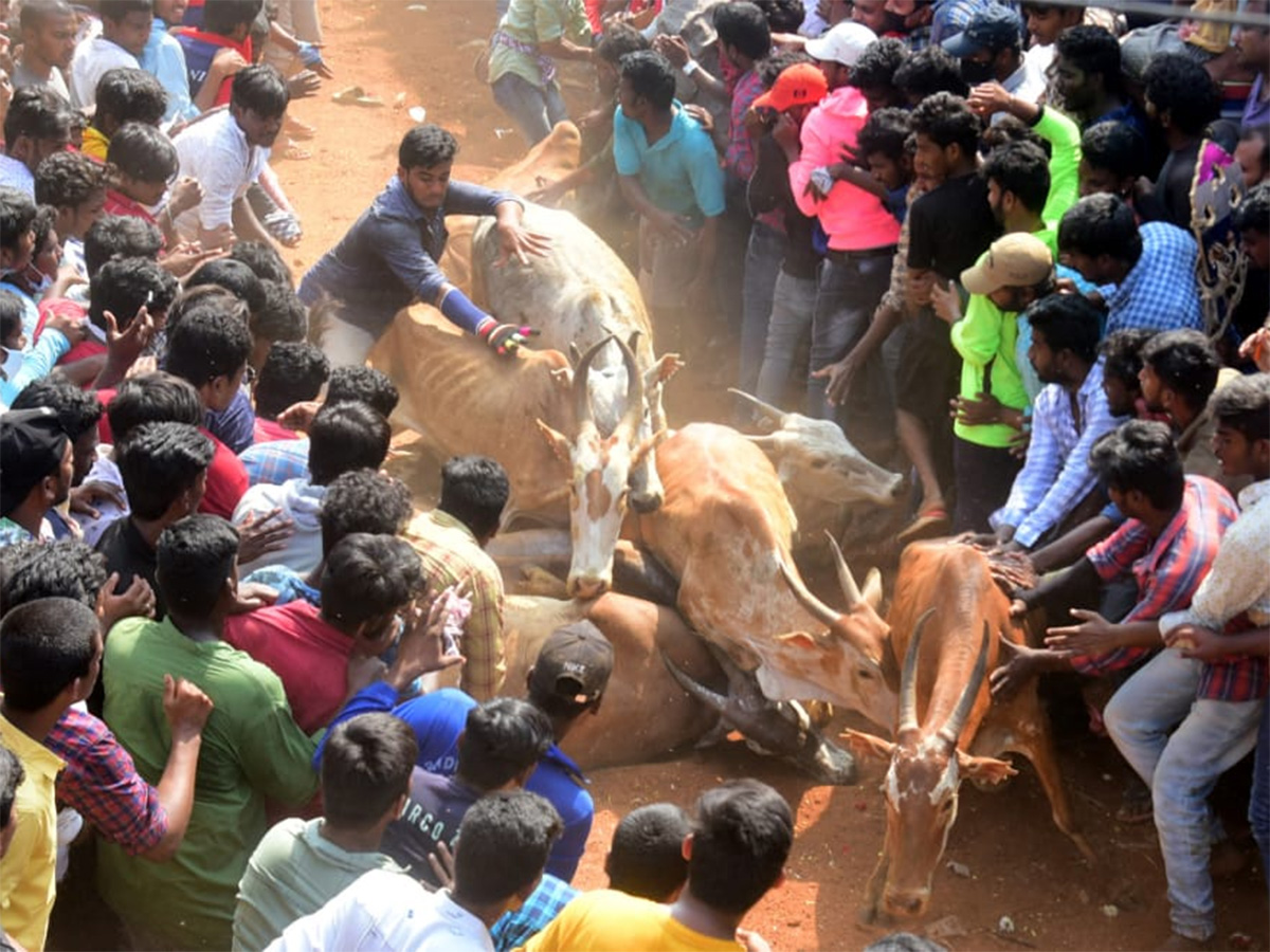 Jallikattu celebrated in Chittoor Photo Gallery - Sakshi14