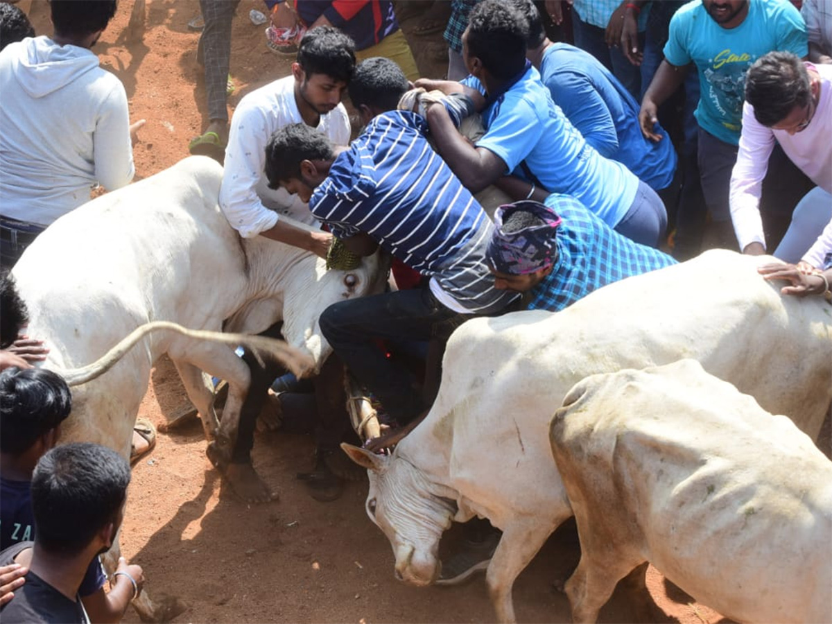 Jallikattu celebrated in Chittoor Photo Gallery - Sakshi15