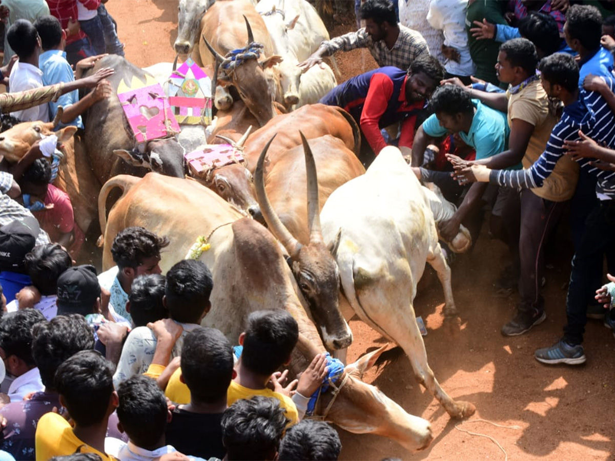 Jallikattu celebrated in Chittoor Photo Gallery - Sakshi17