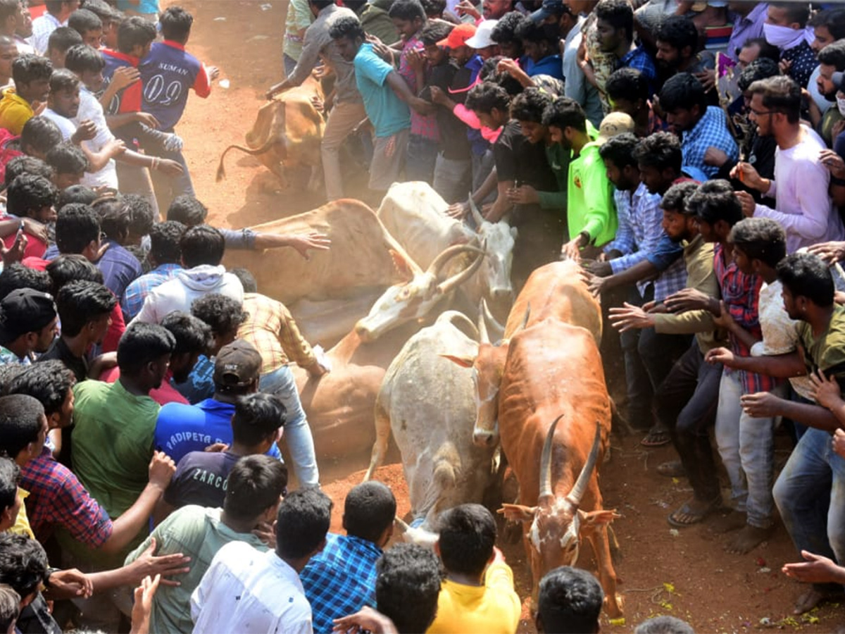 Jallikattu celebrated in Chittoor Photo Gallery - Sakshi2