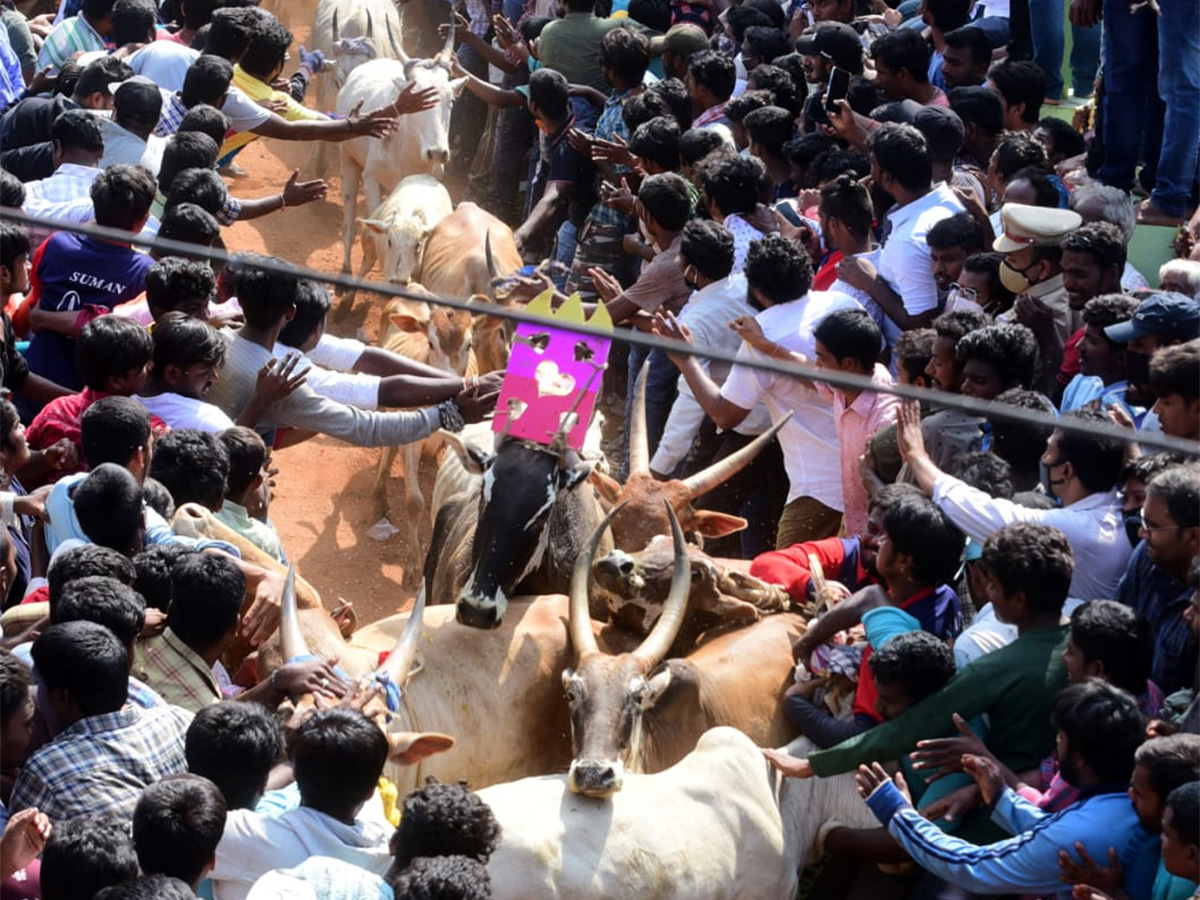 Jallikattu celebrated in Chittoor Photo Gallery - Sakshi20