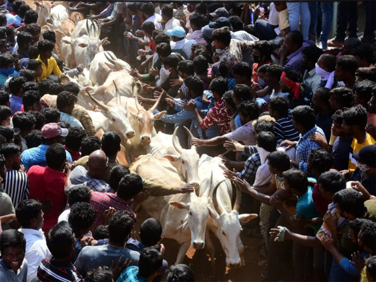 Jallikattu celebrated in Chittoor Photo Gallery - Sakshi21