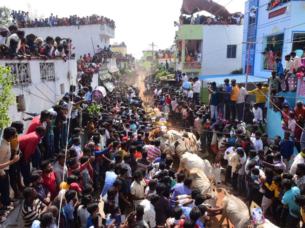 Jallikattu celebrated in Chittoor Photo Gallery - Sakshi22