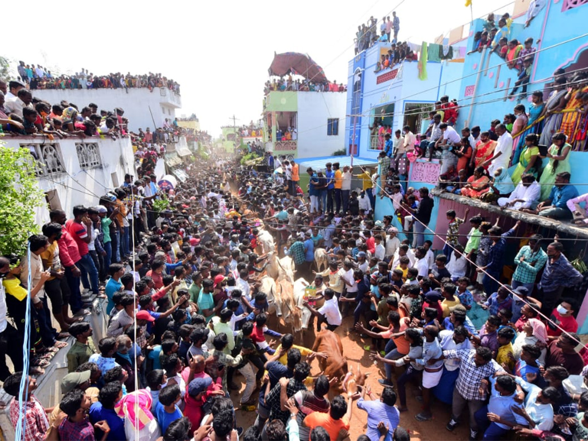 Jallikattu celebrated in Chittoor Photo Gallery - Sakshi23