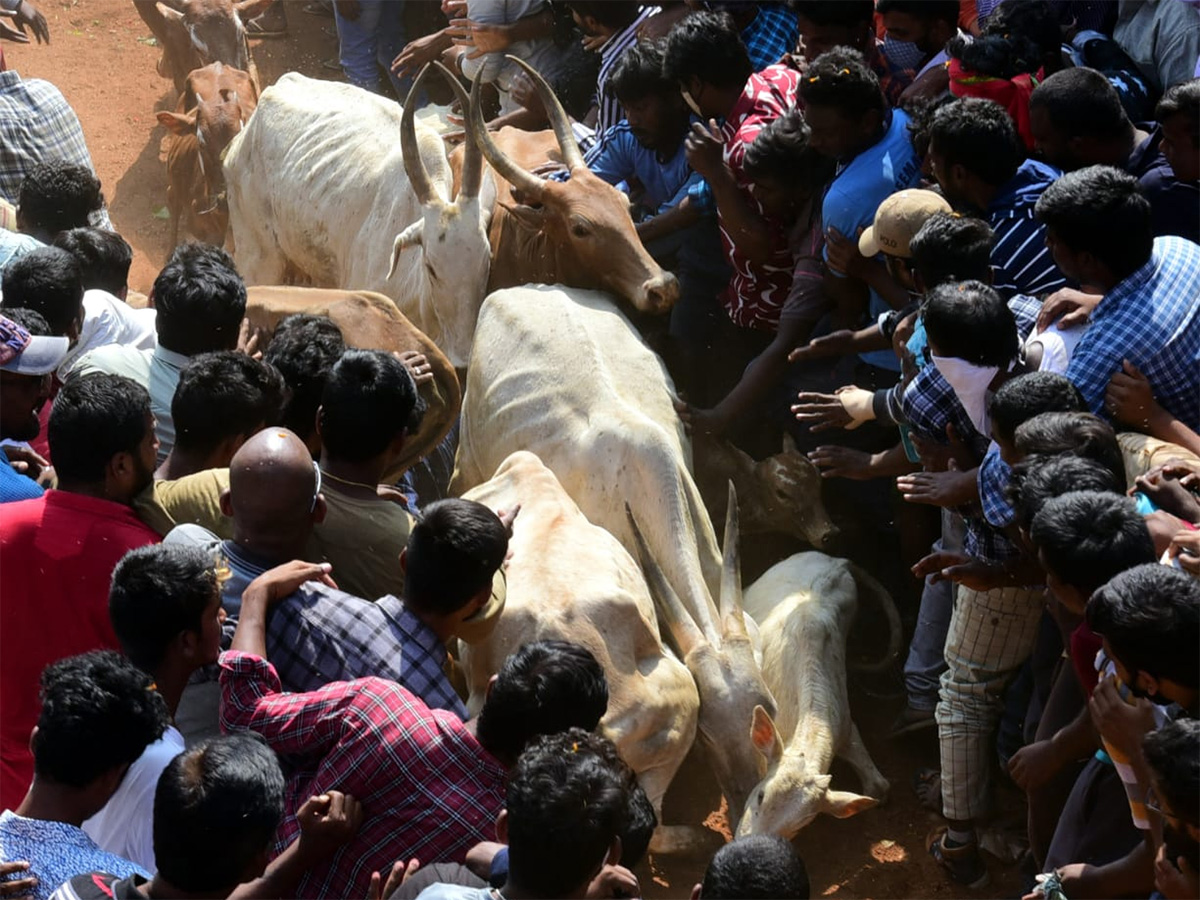 Jallikattu celebrated in Chittoor Photo Gallery - Sakshi26