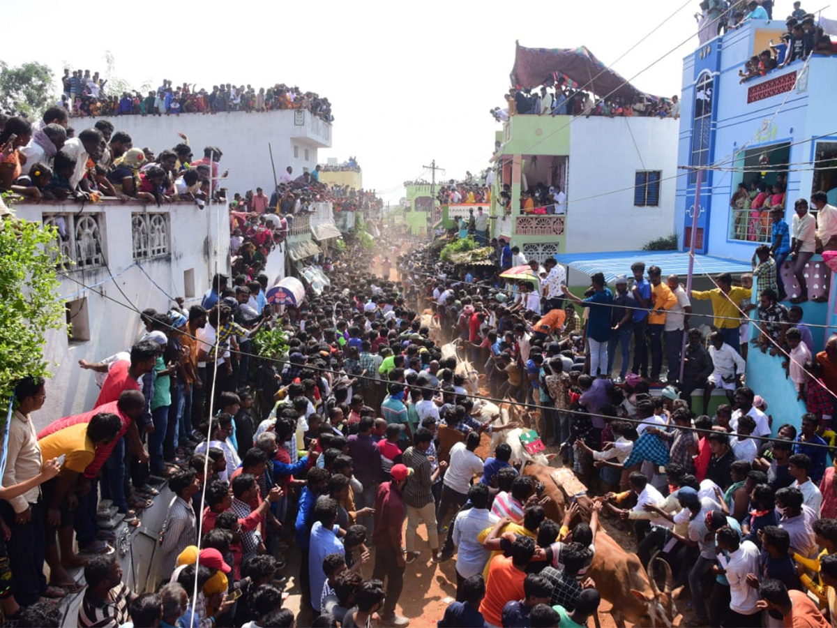 Jallikattu celebrated in Chittoor Photo Gallery - Sakshi28