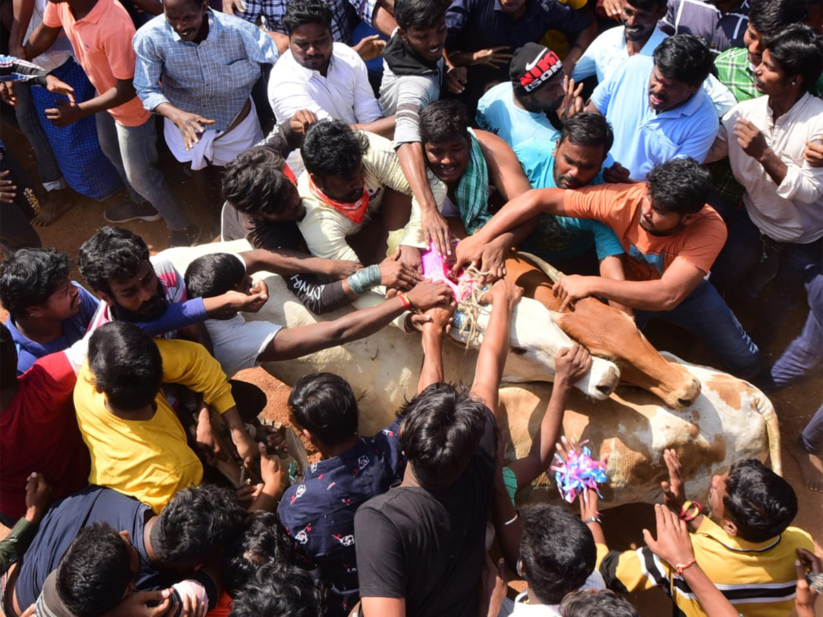 Jallikattu celebrated in Chittoor Photo Gallery - Sakshi29