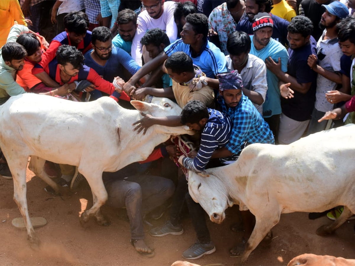 Jallikattu celebrated in Chittoor Photo Gallery - Sakshi3