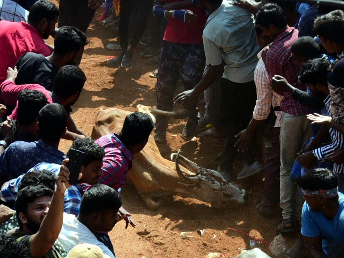 Jallikattu celebrated in Chittoor Photo Gallery - Sakshi30