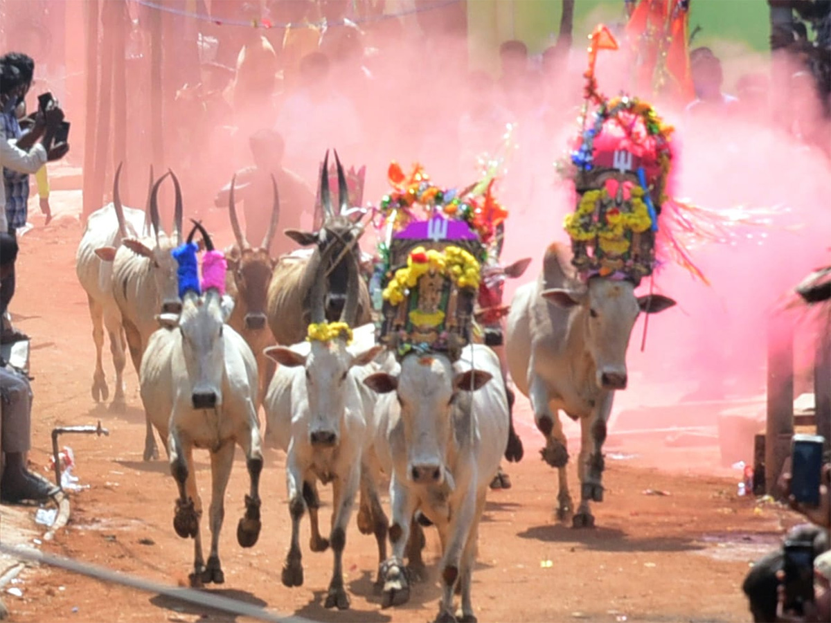 Jallikattu celebrated in Chittoor Photo Gallery - Sakshi31