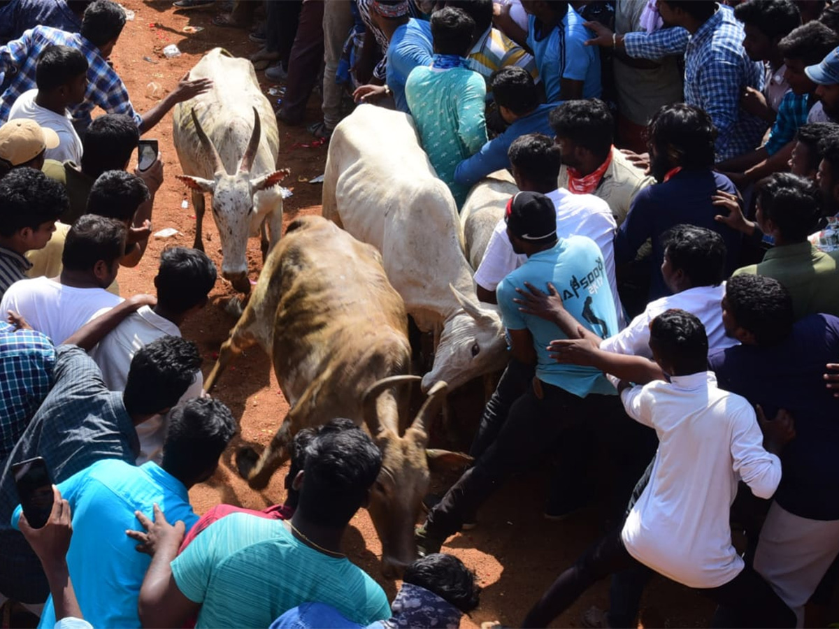 Jallikattu celebrated in Chittoor Photo Gallery - Sakshi32