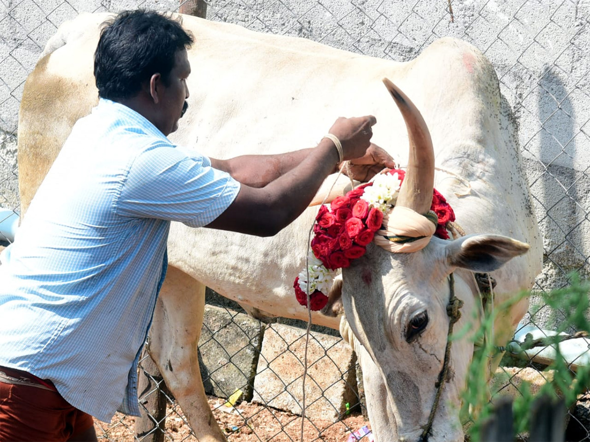 Jallikattu celebrated in Chittoor Photo Gallery - Sakshi35