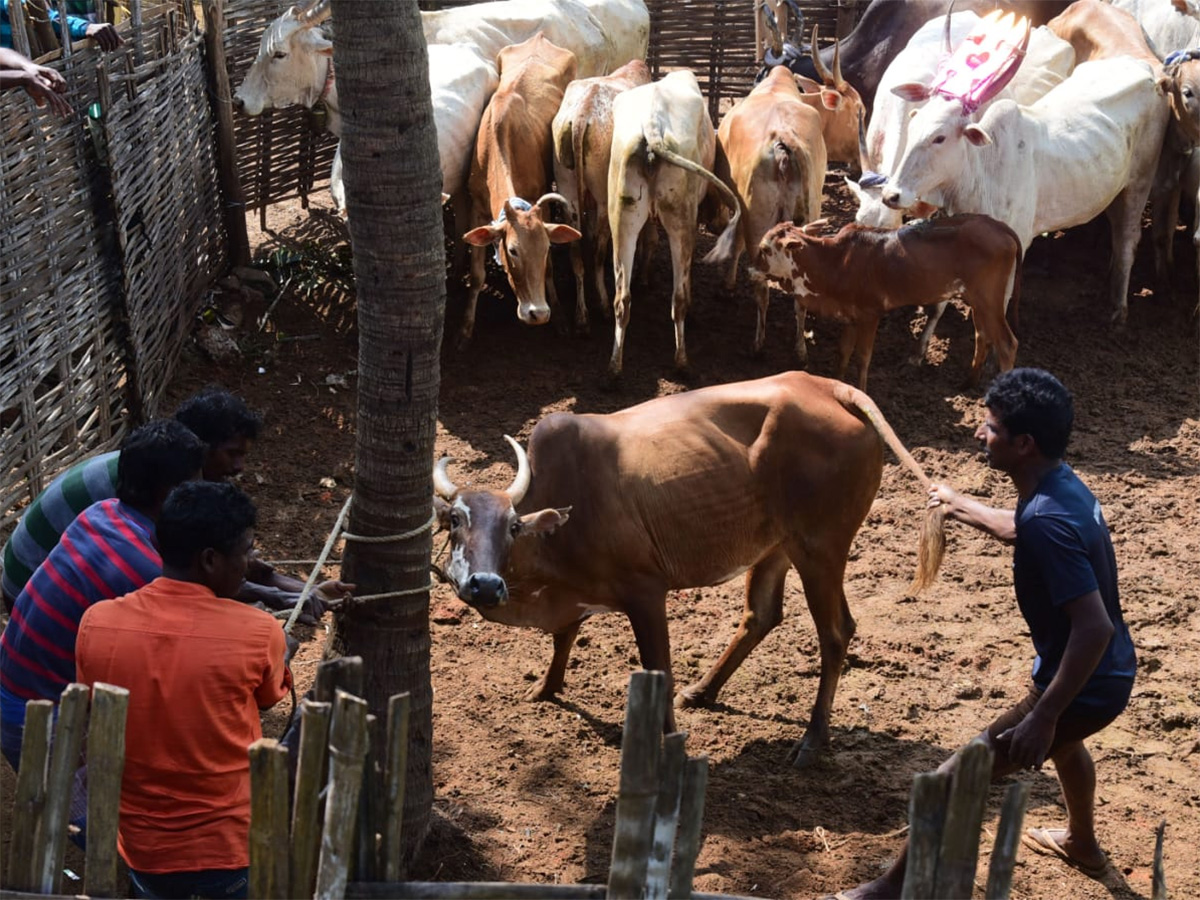 Jallikattu celebrated in Chittoor Photo Gallery - Sakshi36