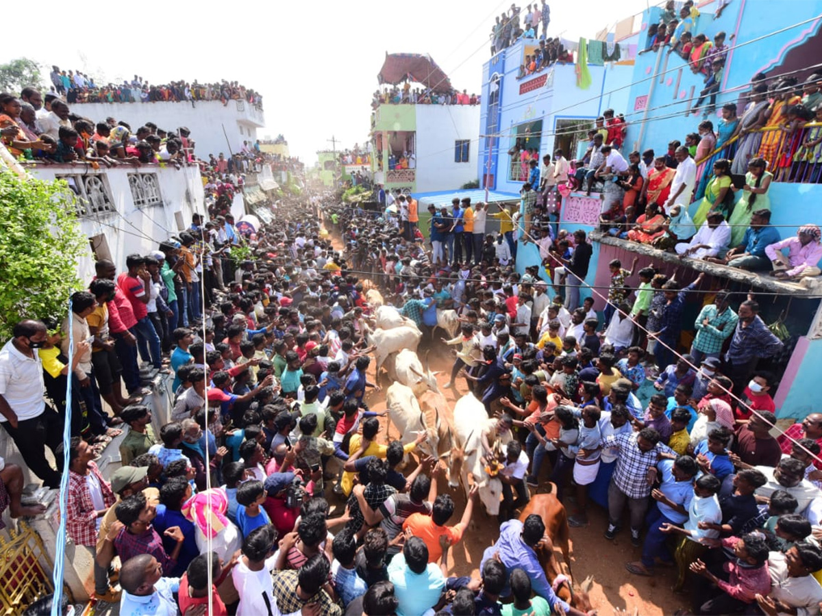 Jallikattu celebrated in Chittoor Photo Gallery - Sakshi37