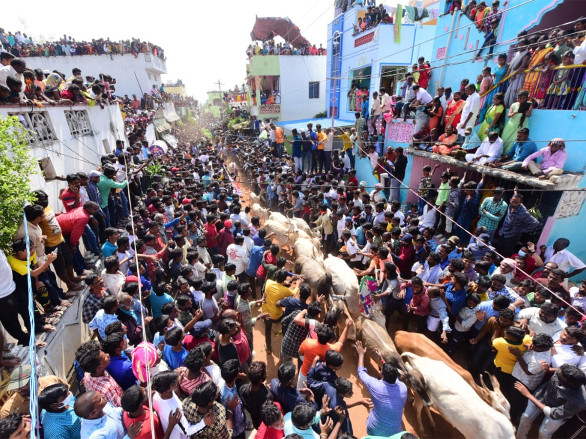 Jallikattu celebrated in Chittoor Photo Gallery - Sakshi39