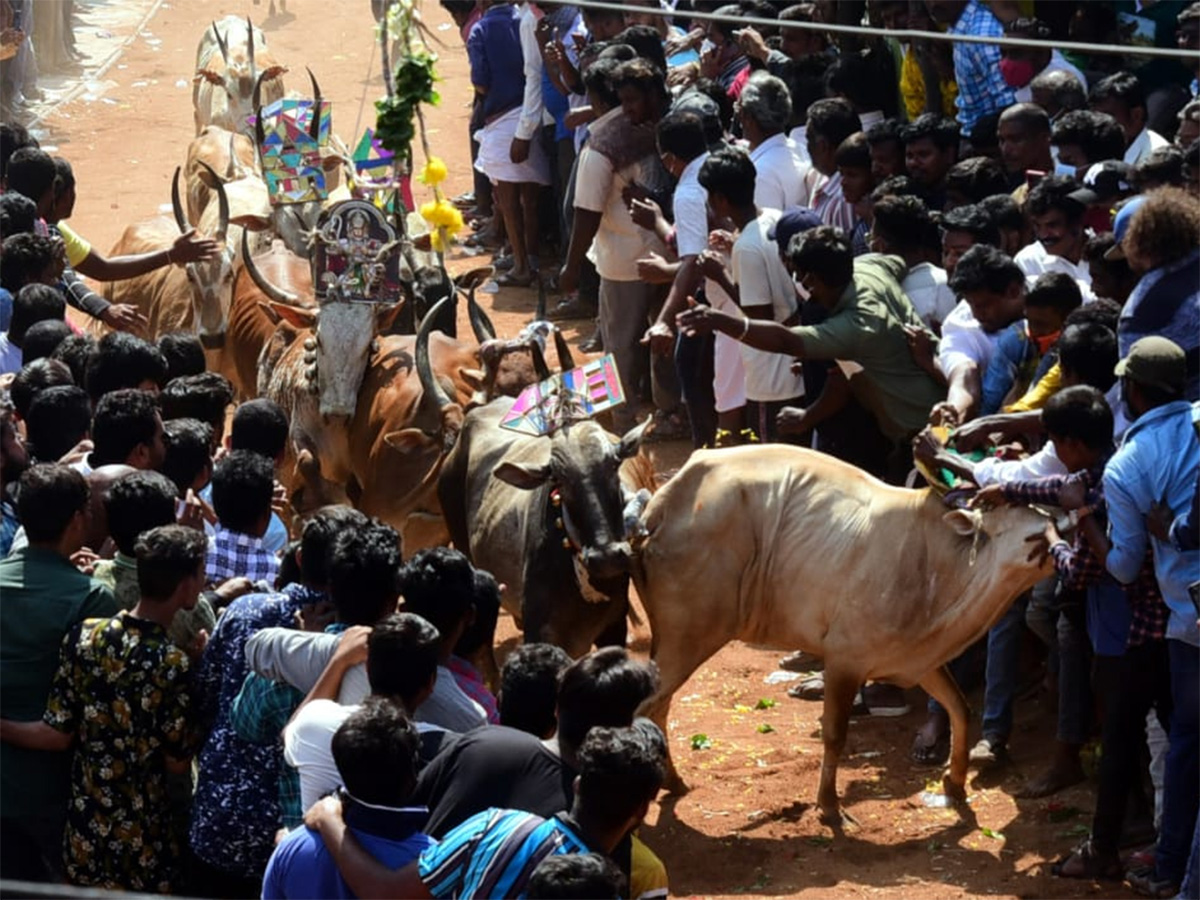 Jallikattu celebrated in Chittoor Photo Gallery - Sakshi40