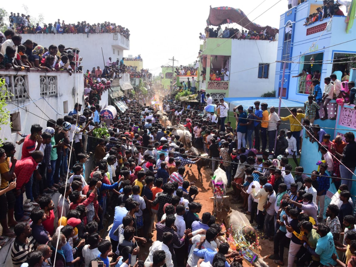 Jallikattu celebrated in Chittoor Photo Gallery - Sakshi41