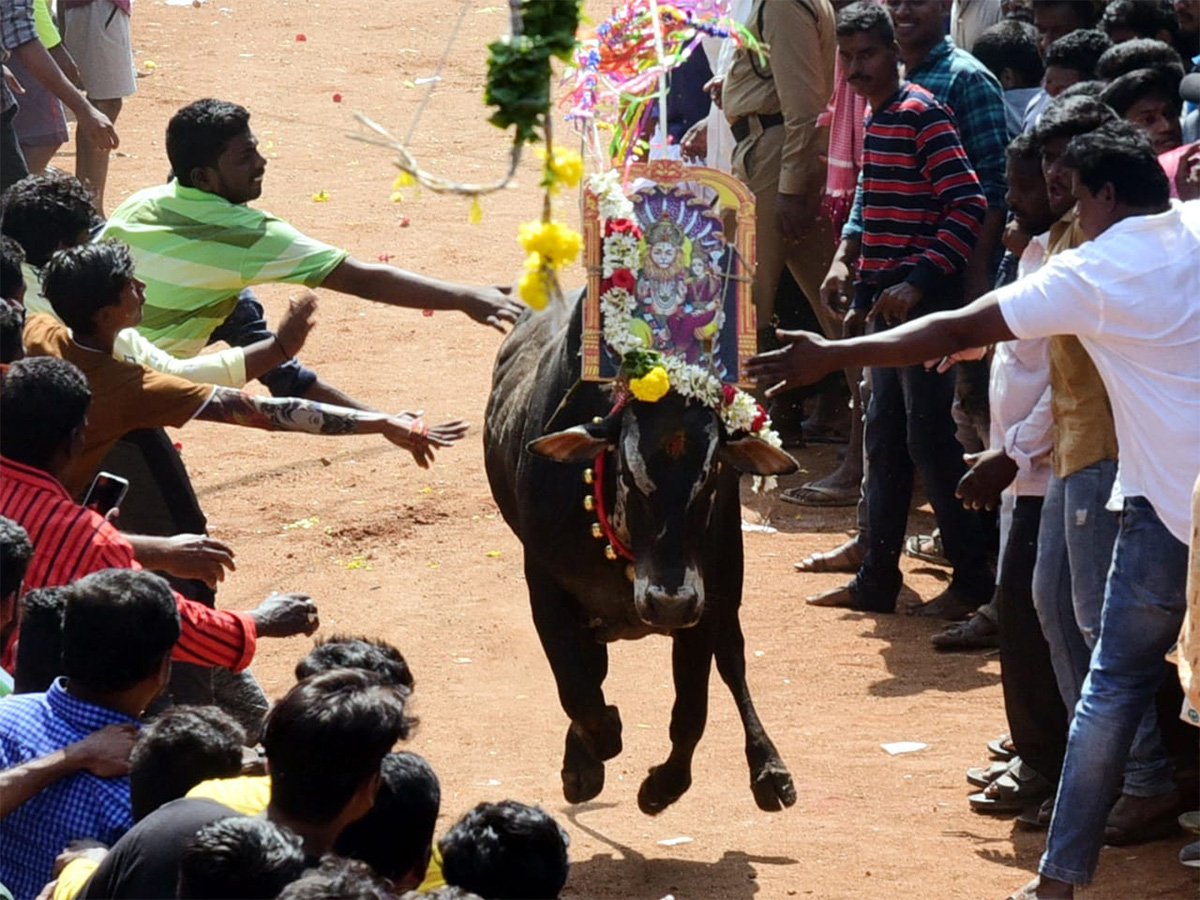 Jallikattu celebrated in Chittoor Photo Gallery - Sakshi42