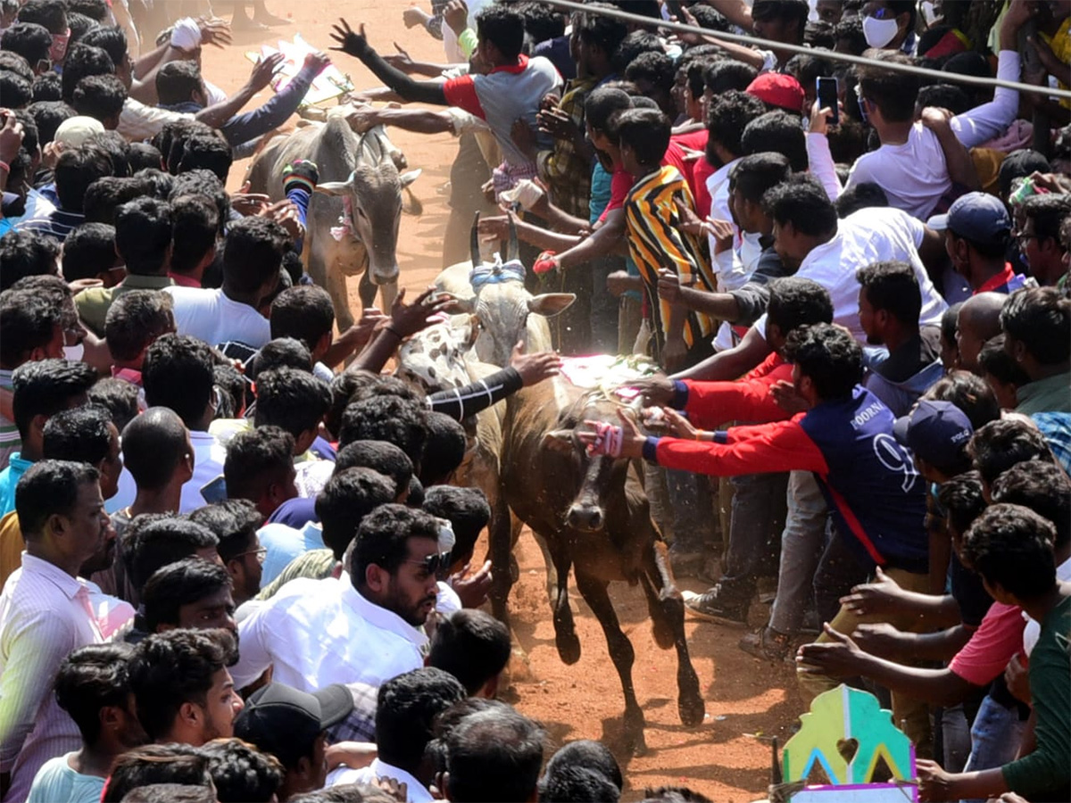 Jallikattu celebrated in Chittoor Photo Gallery - Sakshi43