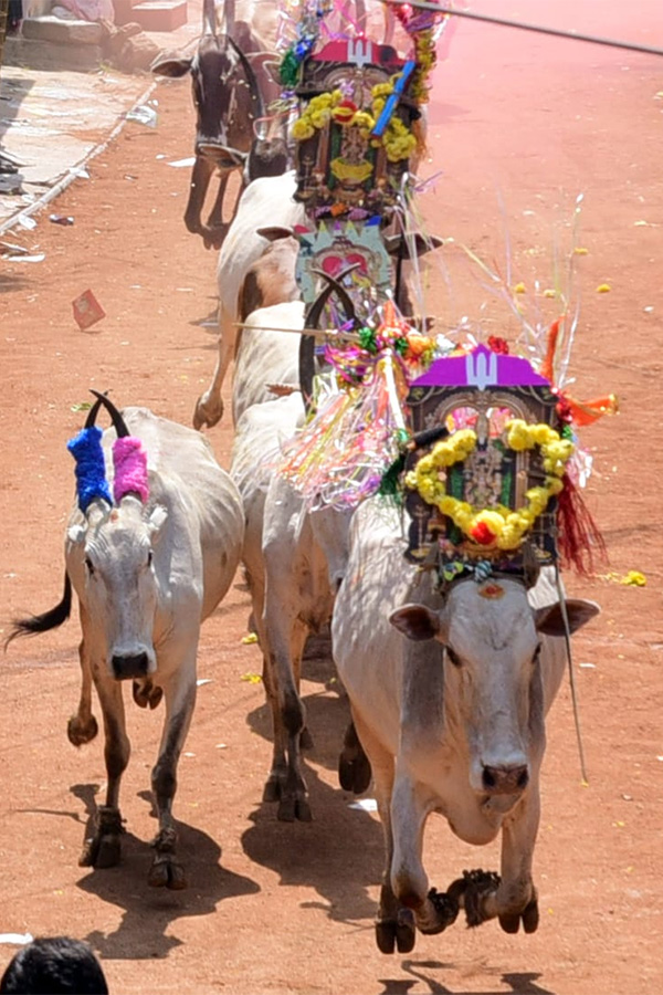 Jallikattu celebrated in Chittoor Photo Gallery - Sakshi45