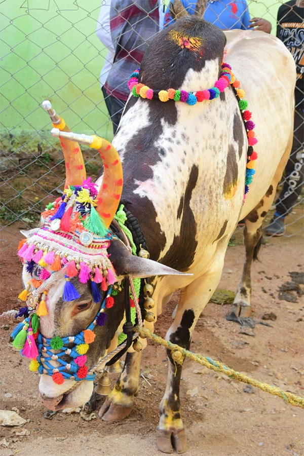 Jallikattu celebrated in Chittoor Photo Gallery - Sakshi46