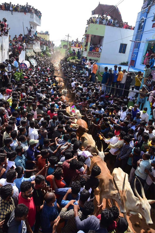 Jallikattu celebrated in Chittoor Photo Gallery - Sakshi47