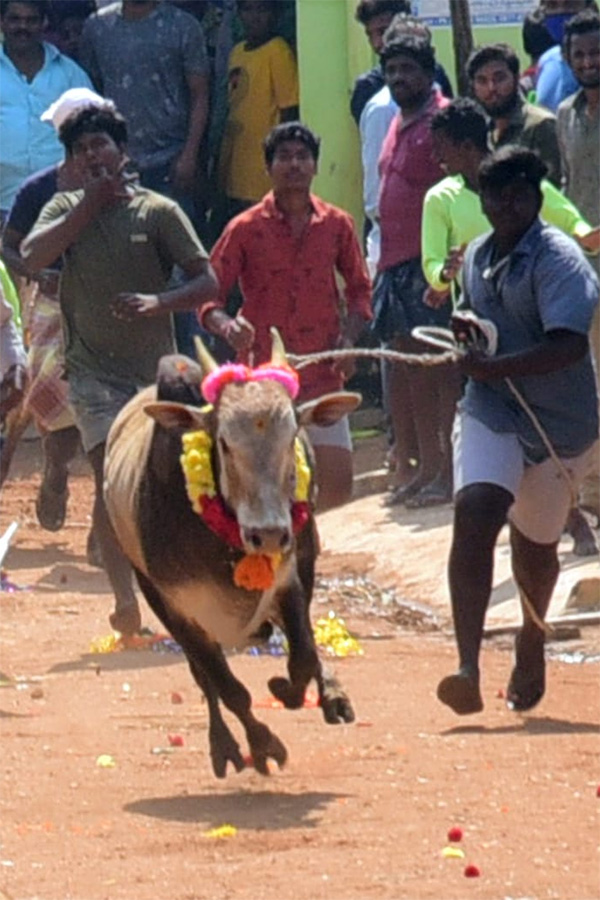 Jallikattu celebrated in Chittoor Photo Gallery - Sakshi51