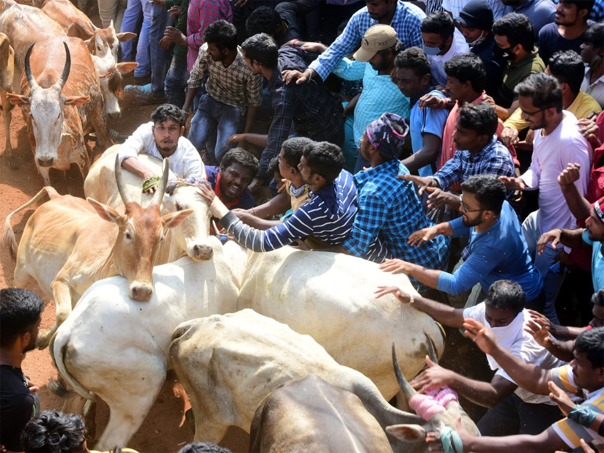 Jallikattu celebrated in Chittoor Photo Gallery - Sakshi6