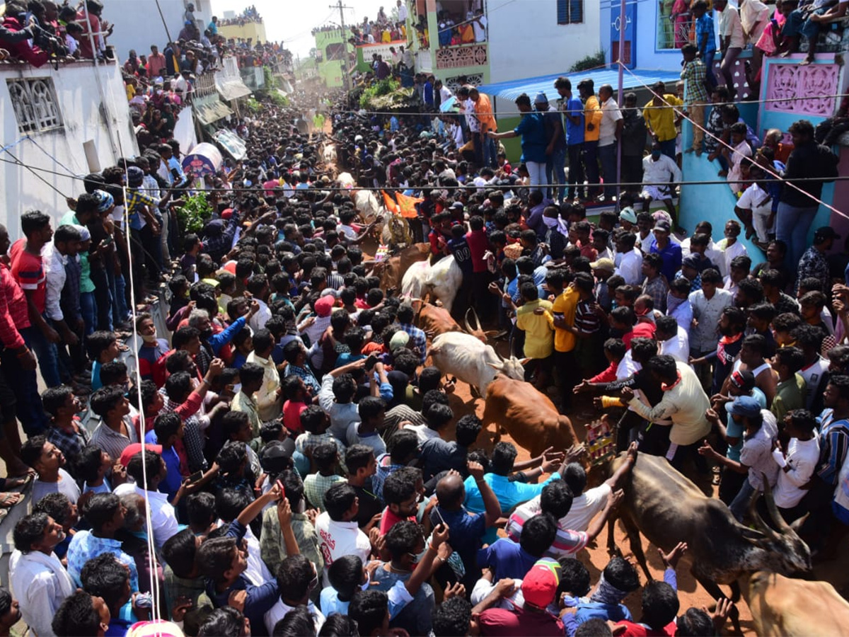 Jallikattu celebrated in Chittoor Photo Gallery - Sakshi7