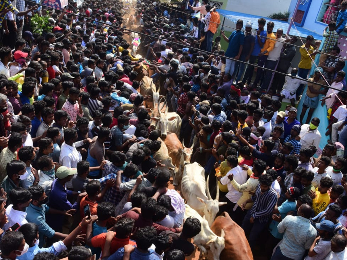 Jallikattu celebrated in Chittoor Photo Gallery - Sakshi8