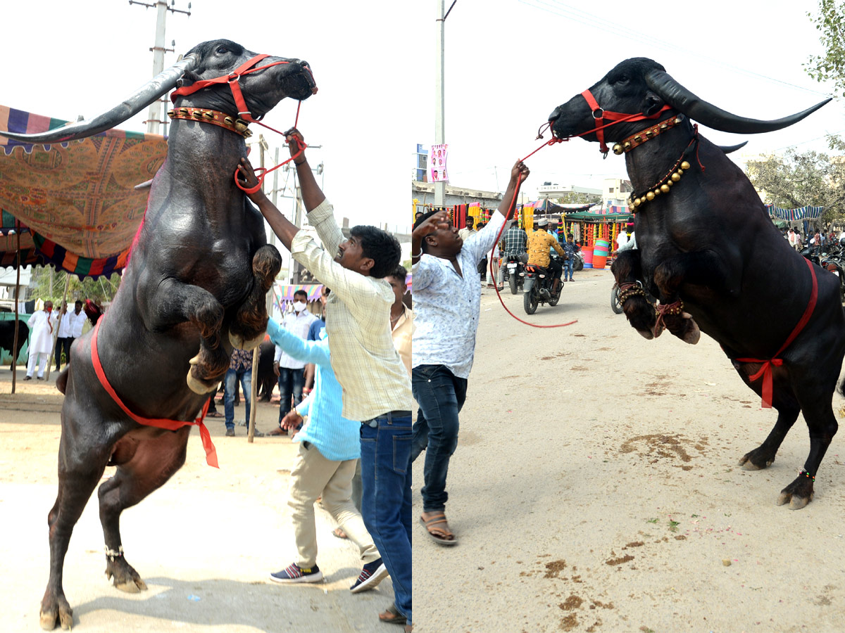 Animal Fest Pashu Sankranthi in Narsingi at Hyderabad - Sakshi1