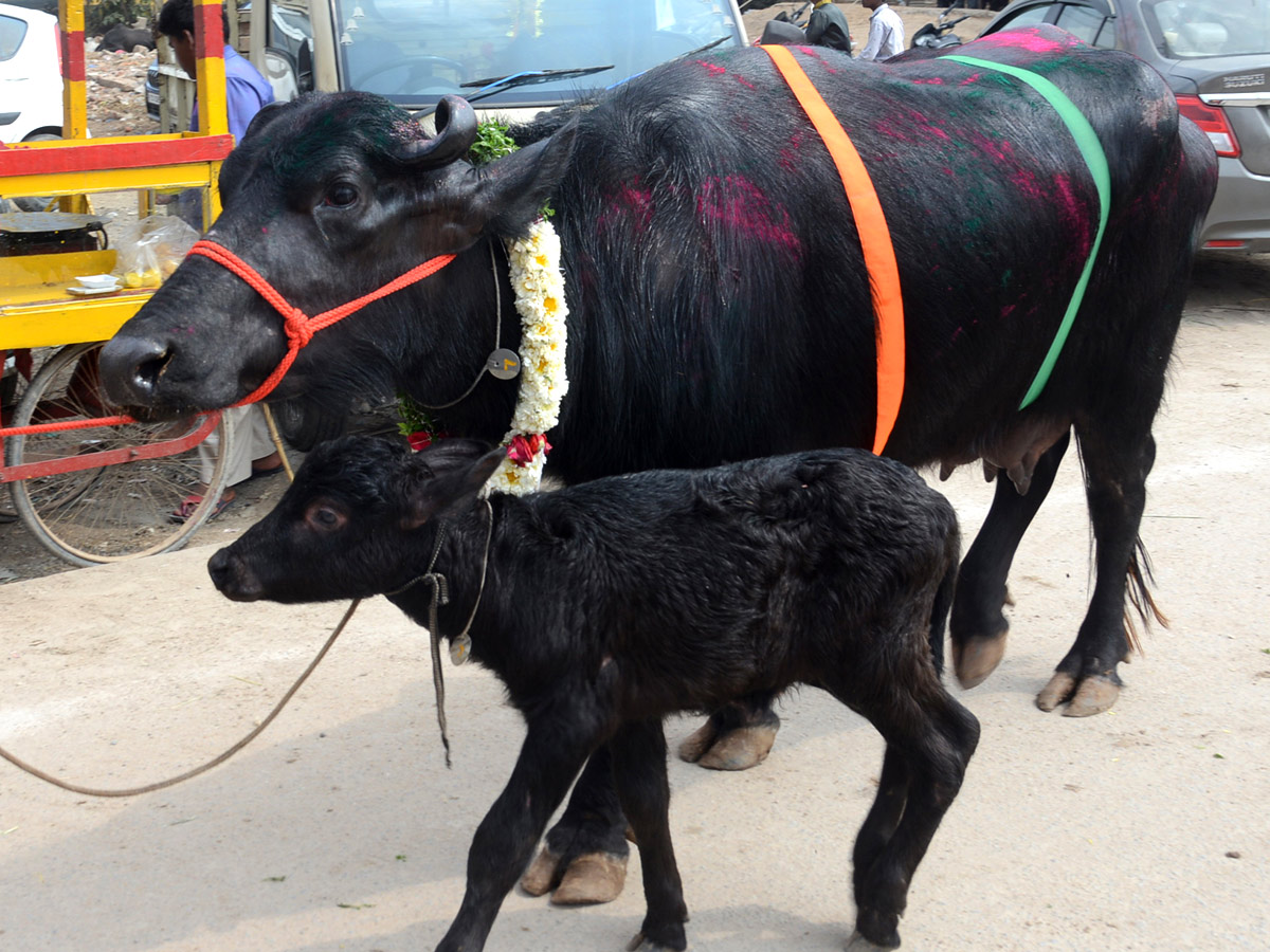 Animal Fest Pashu Sankranthi in Narsingi at Hyderabad - Sakshi10