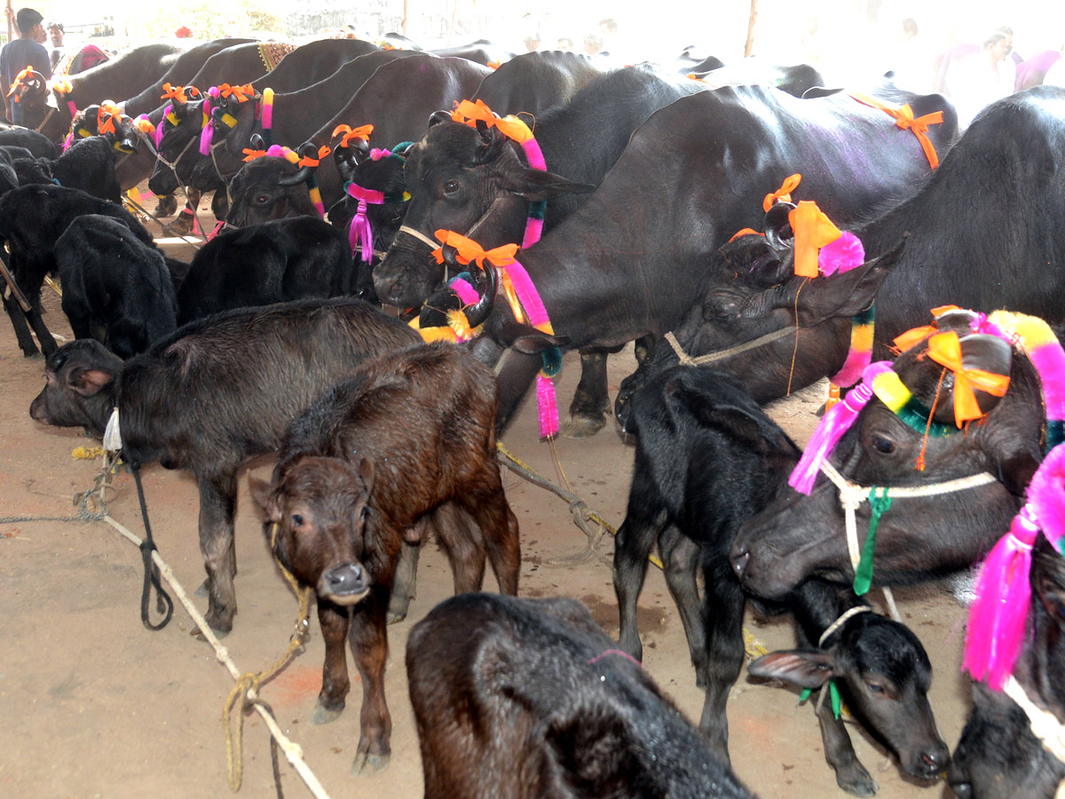 Animal Fest Pashu Sankranthi in Narsingi at Hyderabad - Sakshi12